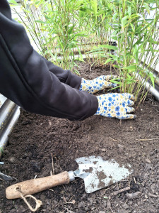 Photo de galerie - Plantation de bambous pour un brise vue naturel