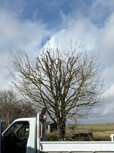 Photo de galerie - Taille encourt 