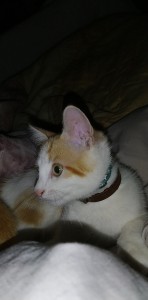 Photo de galerie - Voici une photo de réalisation proposée pour un Voisin