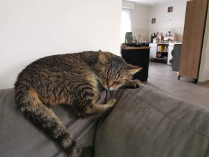 Photo de galerie - Ponpon ?