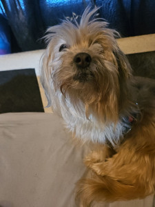 Photo de galerie - Garde chien