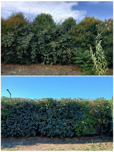 Photo de galerie - Taille de haie.