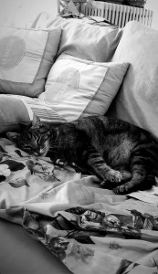 Photo de galerie - Garde d’un chat