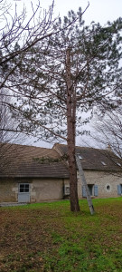 Photo de galerie - Elagage et coupe d'arbres