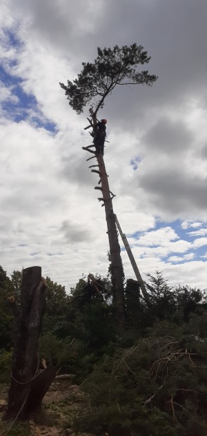 Photo de galerie - Elagage et coupe d'arbres