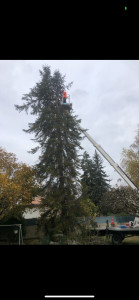 Photo de galerie - Taille d’un sapin avec camion élévateur