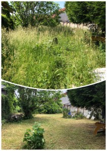 Photo réalisation - Tonte de pelouse - Débroussaillage - Thibault A. - Herblay (Les Courlains-Les Cailloux Gris) : Debroussaillage
