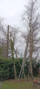 Photo de galerie - Elagage et coupe d'arbres