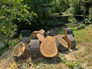 Photo de galerie - Coupe de arbre 