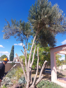 Photo de galerie - Elagage et coupe d'arbres