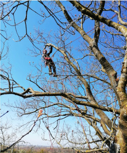 Photo de galerie - Elagueur, multiservices, abattage d’arbres