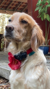 Photo de galerie - Garde chien