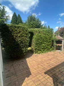 Photo de galerie - Elagage et coupe d'arbres