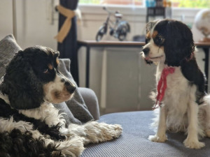 Photo de galerie - Nos chiens 