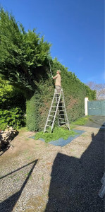 Photo de galerie - Taille de haies et d'arbustes