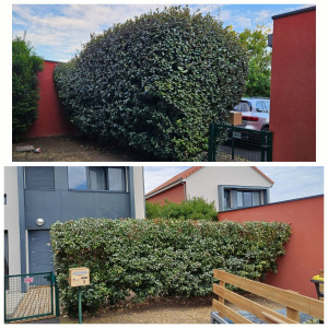 Photo de galerie - Rabattage et Taille de Haie