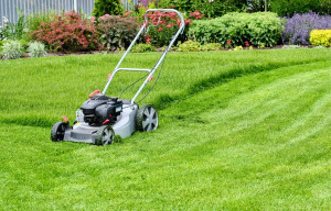 Photo de galerie - Tonte de toute pelouse etc