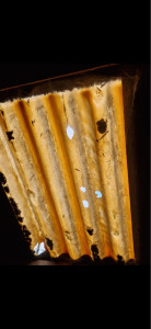 Photo de galerie - Couverture - Toiture
