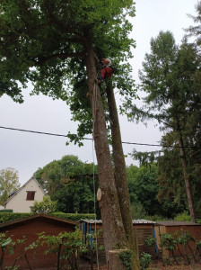 Photo de galerie - Elagage et coupe d'arbres