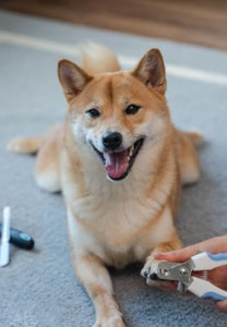 Photo de galerie - Ayant travaillé plusieurs années dans des cabinets vétérinaires, j'ai appris le toilettage, les toiletteuses m'ont appris toutes les meilleures astuces, je suis désormais opérationnel pour vos chats et chiens?????