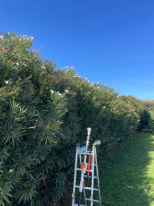 Photo de galerie - Taille de haies et d'arbustes