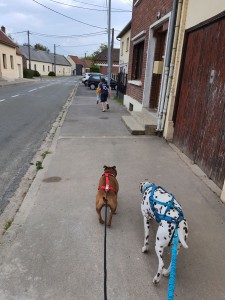 Photo de galerie - Garde chien