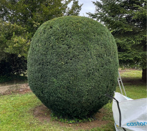 Photo de galerie - Taille d’un If Commun 