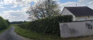 Photo de galerie - Taille de haies et d'arbustes