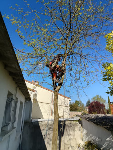 Photo de galerie - Elagage et coupe d'arbres