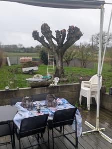 Photo de galerie - élagage d un tilleul avec évacuation des branches 