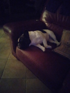 Photo de galerie - Garde chien