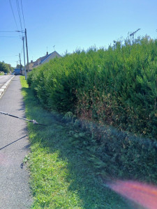 Photo de galerie - Bonjour je fais de l'entretien des espaces verts 
élagage 
abattage 
taille de haie 
déracinage 
rabaissement de haie
débroussaillage
tente de pelouse 
évacuation des déchets verts 
