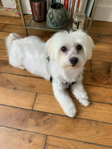 Photo de galerie - Mon chien Lilou