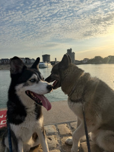 Photo de galerie - Garde chien