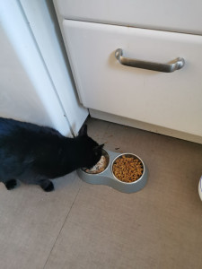 Photo de galerie - Garde de chat