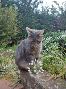 Photo de galerie - Garde d'animaux 