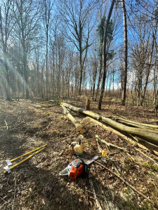 Photo de galerie - Elagage et coupe d'arbres