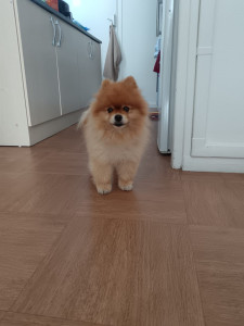 Photo de galerie - Atchoum gentil toutou❤️