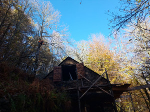 Photo de galerie - Élagage 