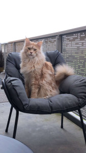 Photo de galerie - Plusieurs gardes avec ce mainecoon