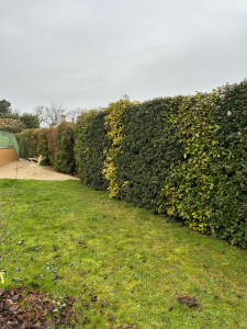 Photo de galerie - Régis élagage réalise tout type de travaux d’espaces verts