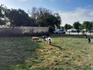 Photo de galerie - Les toutous en garde jouent ensembles dans un grand jardin 
