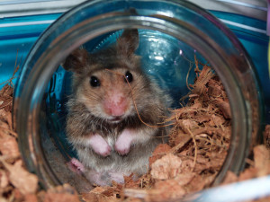 Photo de galerie - Minnie, petit hamster.
