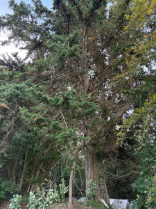 Photo de galerie - Cyprès avant le démontage 