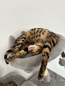 Photo de galerie - Petit chat adorable 