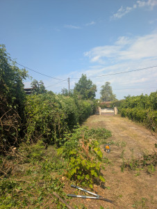 Photo de galerie - Abattage d'une haie 