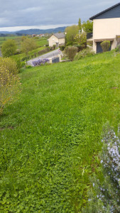 Photo de galerie - Tonte pelouse 250 m²