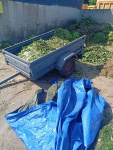 Photo de galerie - Taille de haies et d'arbustes