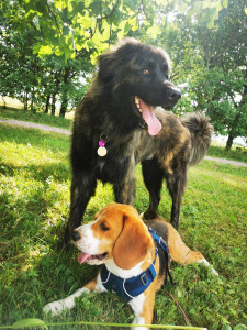 Photo de galerie - Garde chien