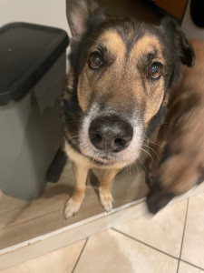 Photo de galerie - Garde chien